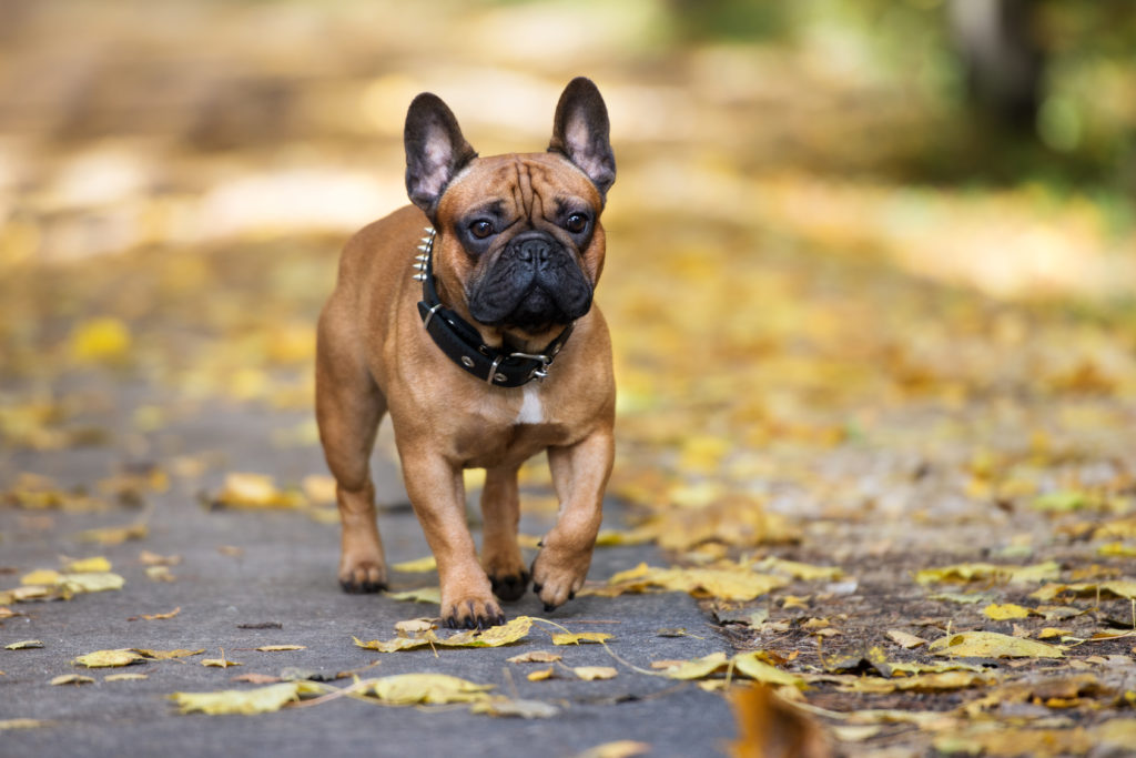 Bouledogue fran ais caract ristiques histoire sant Magazine