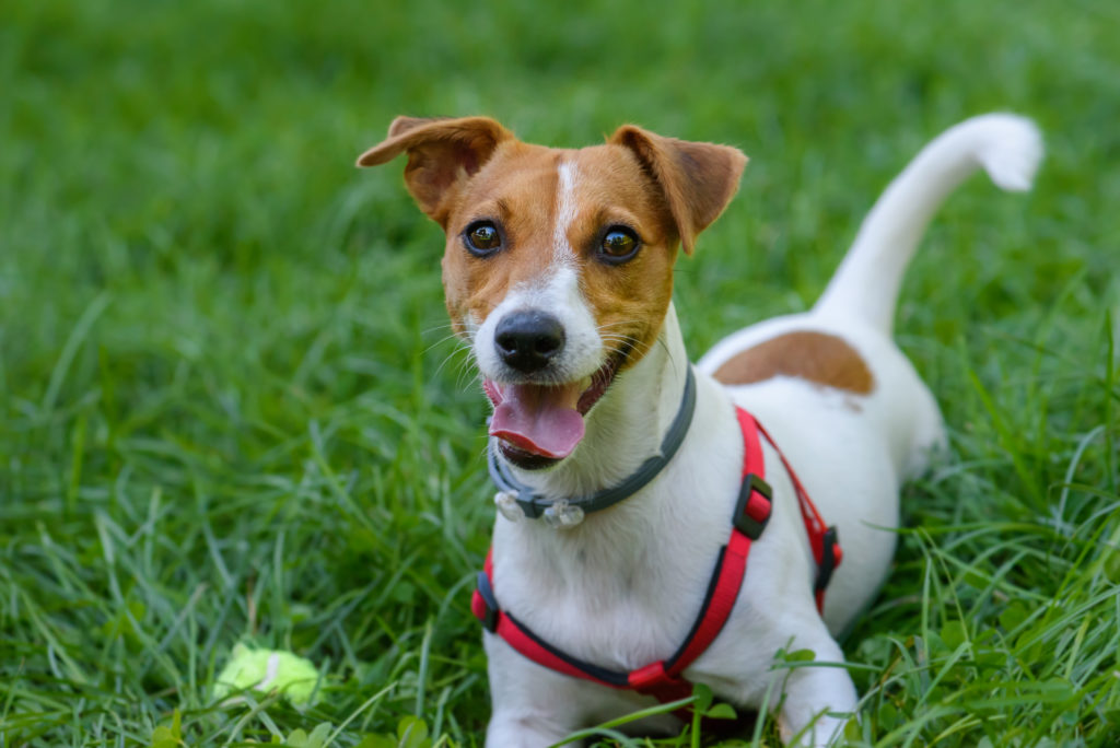 Jack Russell Terrier caract re sant prix ducation