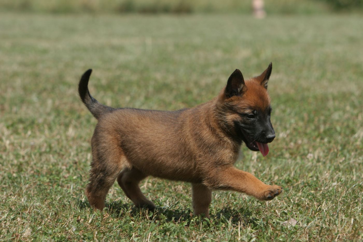 chiot malinois qui se gambade