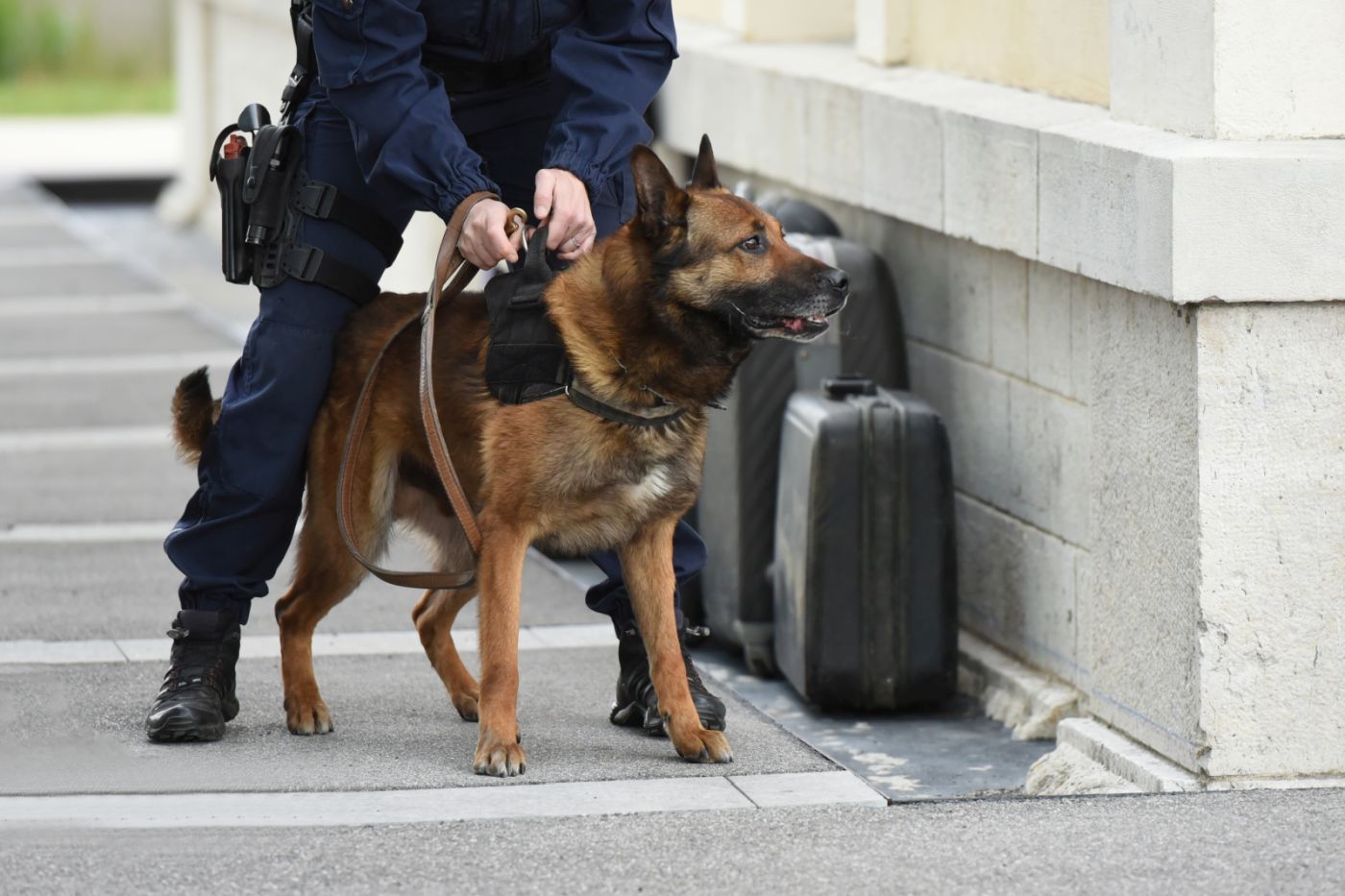 malinois qui travaille comme chien de police