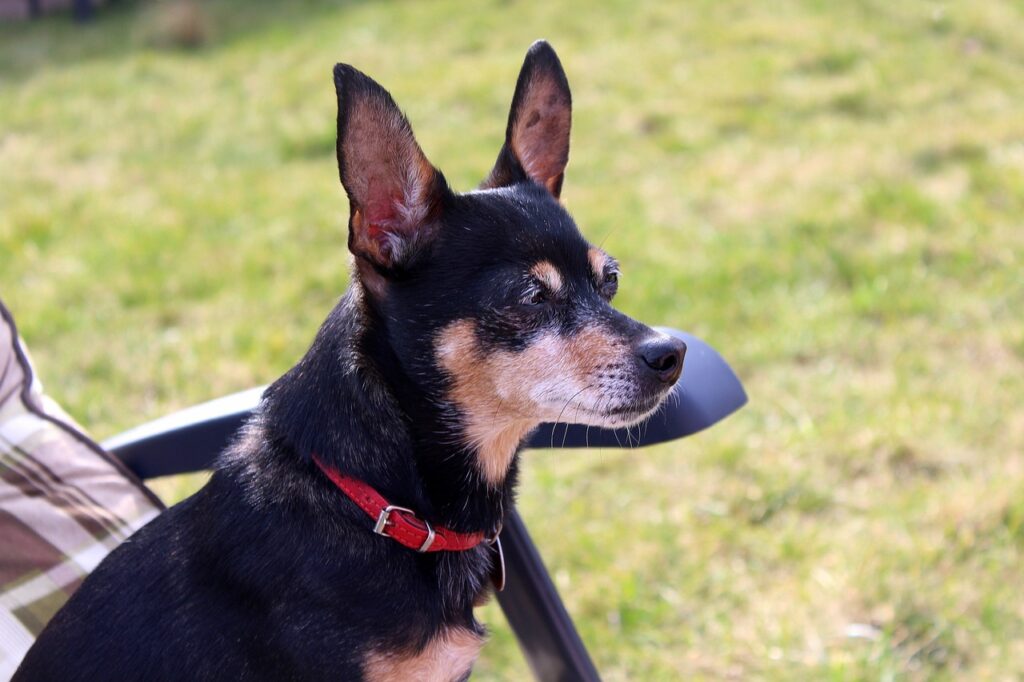 pinscher croisé chihuahua taille adulte