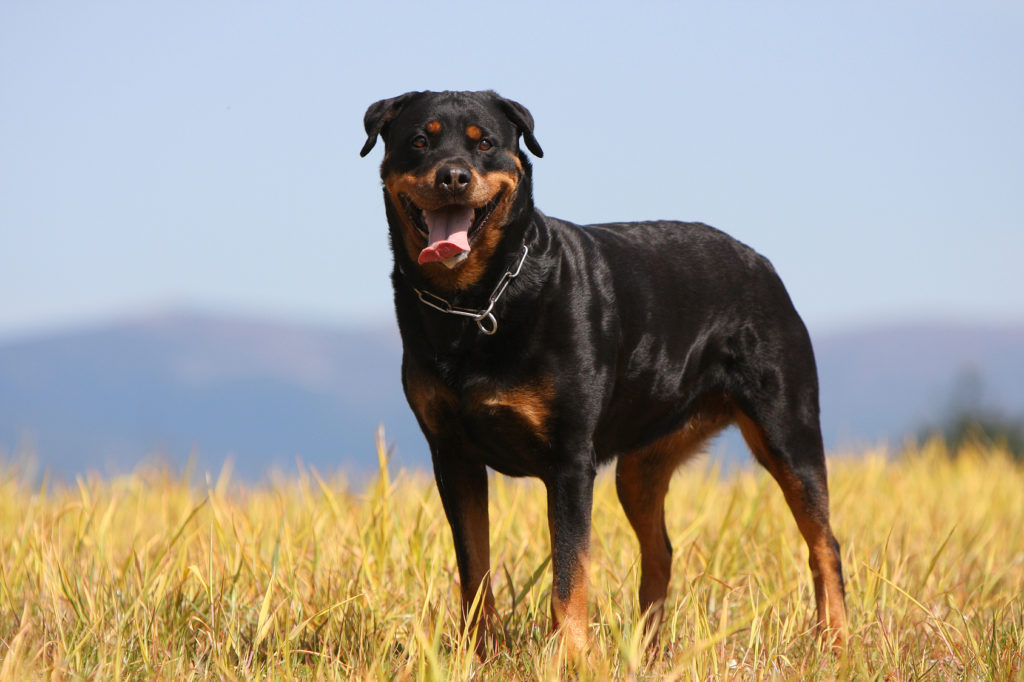 Rottweiler caract re ducation sant Magazine zooplus