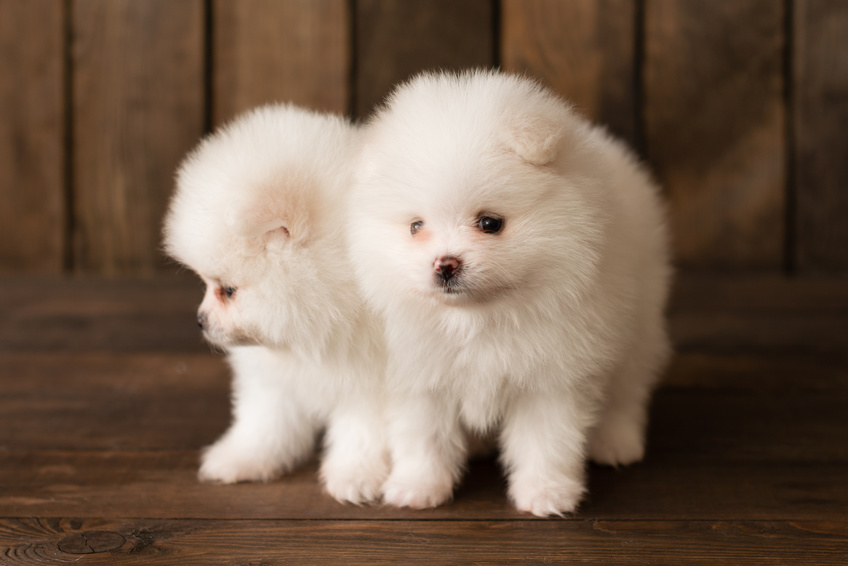 Mini chien – Chien miniature Spitz nain Poméranien aux pattes blanches