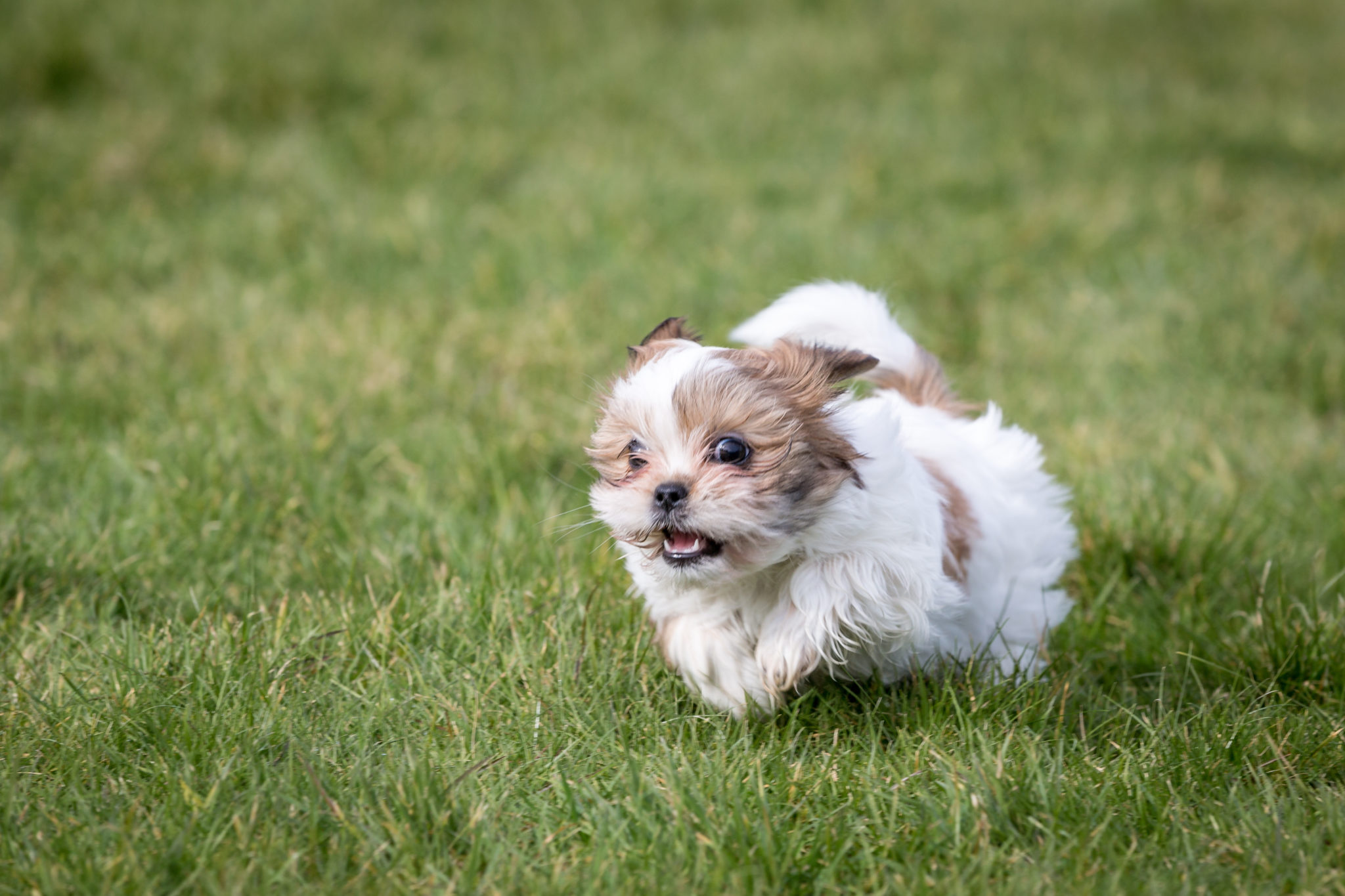 chiot Shih tzu