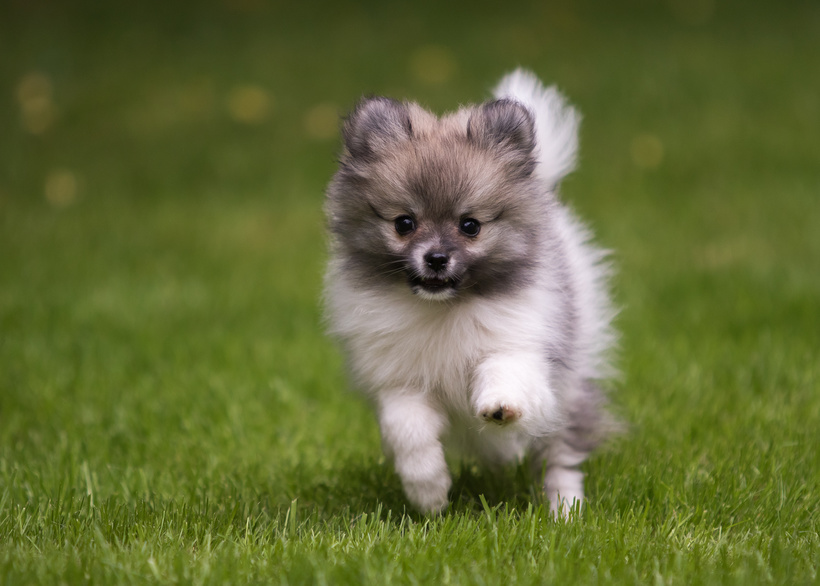 Pomeranian / Spitz nain : coûts, soins, poils, taille, poids, avantages,  inconvénients La famille ?! - les premiers mois - FIV