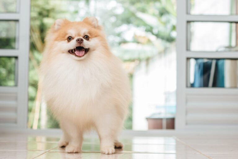 Spitz nain mignon et joueur