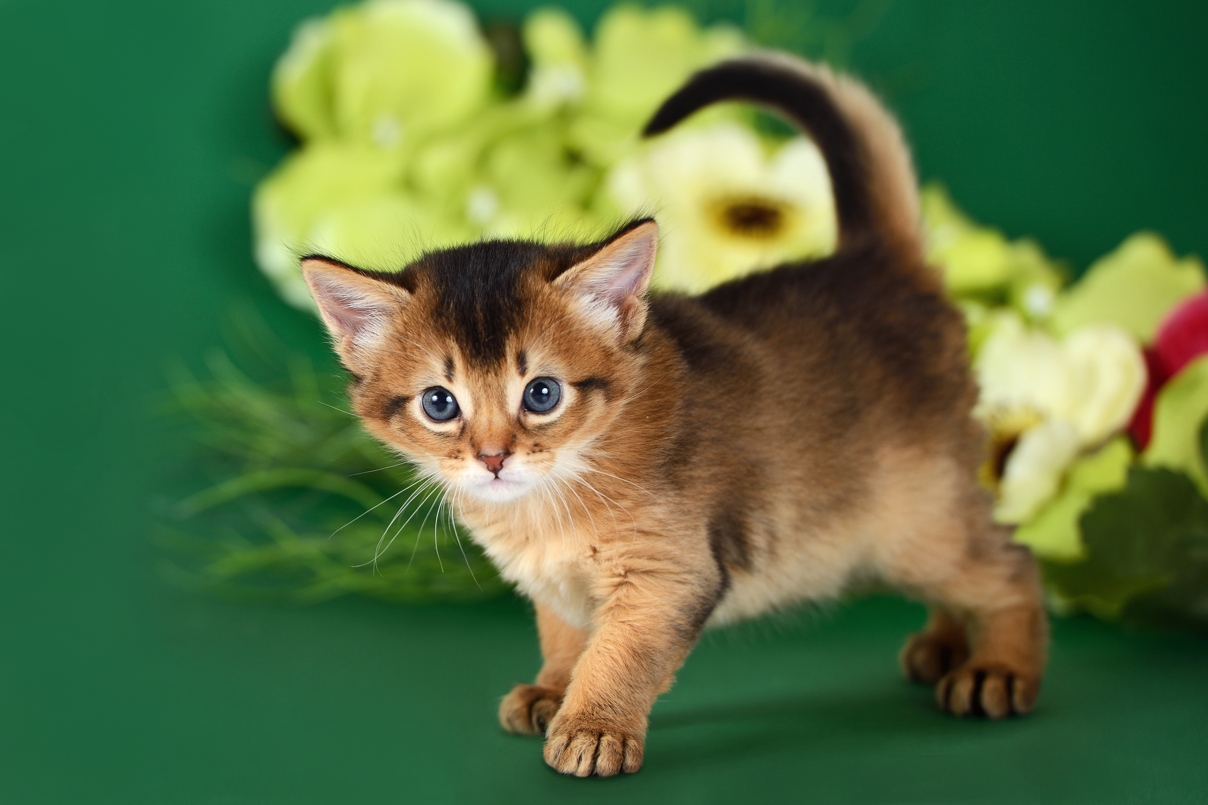 chaton Somali sur un fond vert