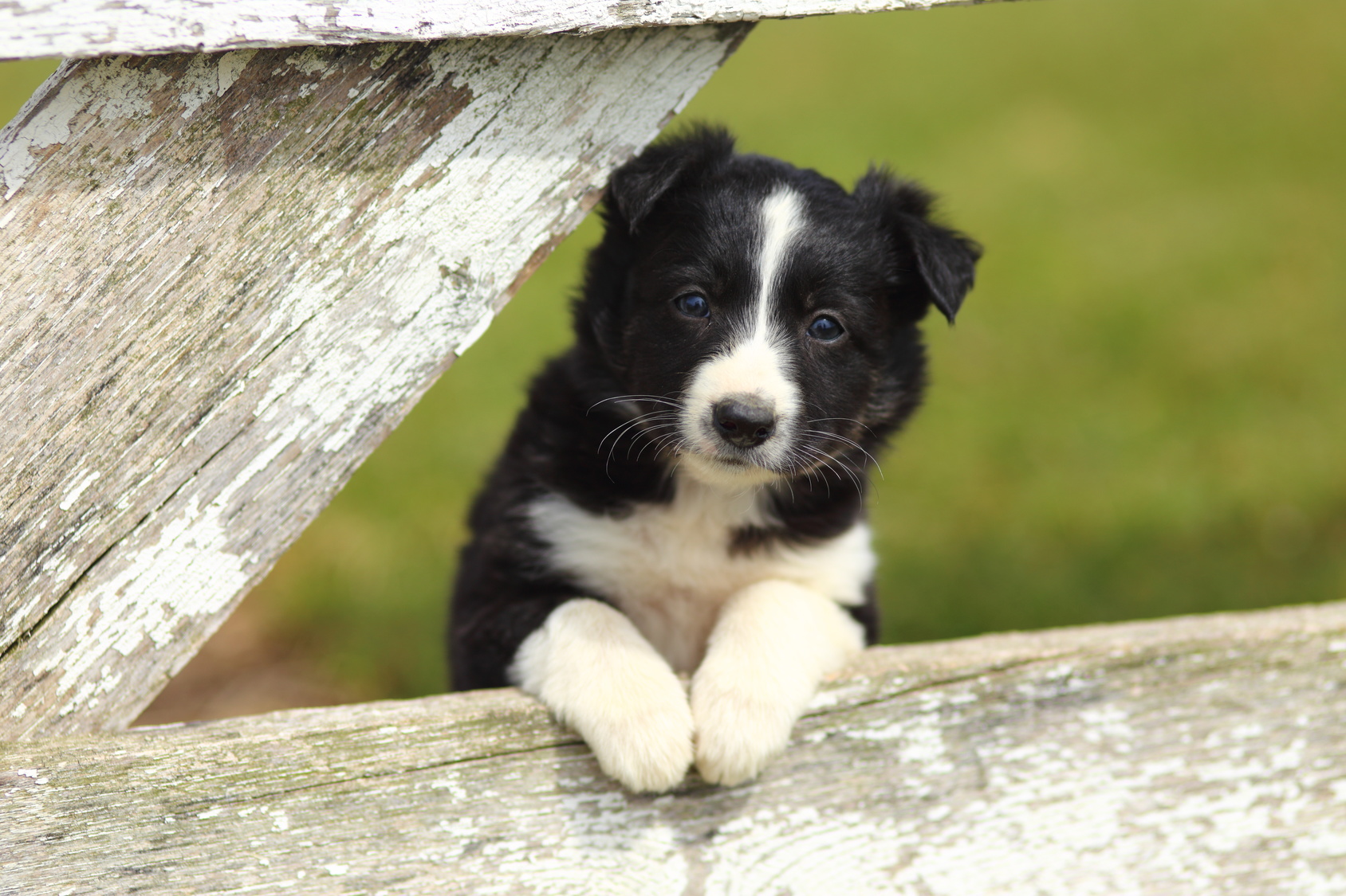 Un chiot Border Collie