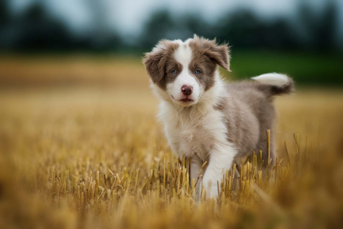 Un petit Border Collie dans un champs