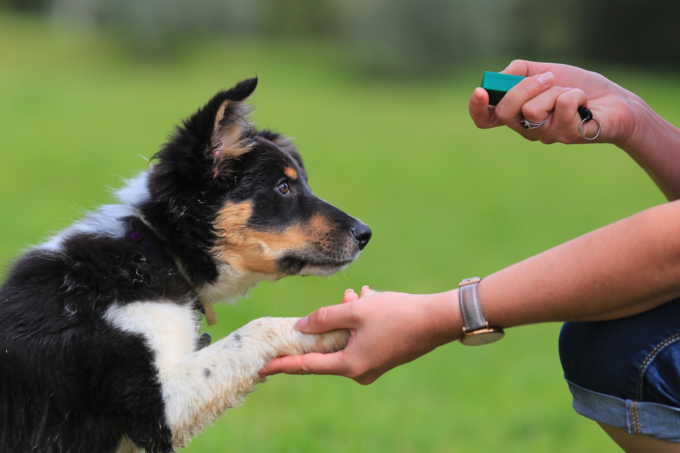 Un bébé Border Collie