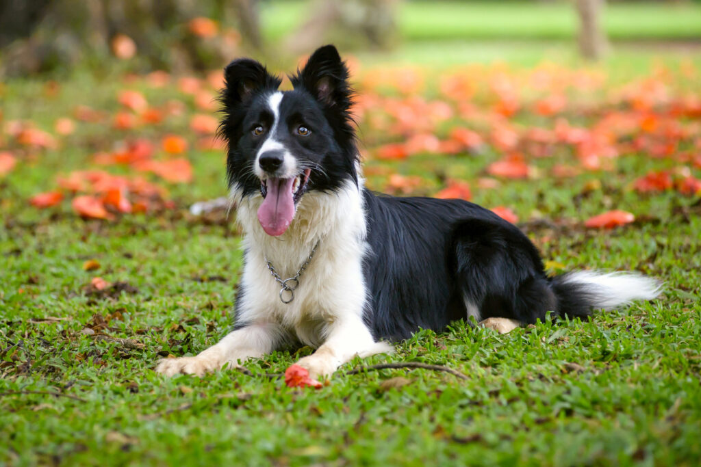 Border Collie en automne