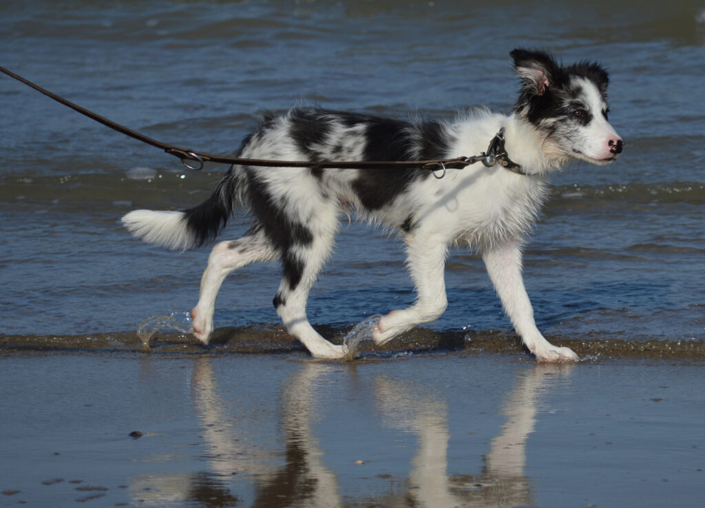 Border Collie au bord de la mer