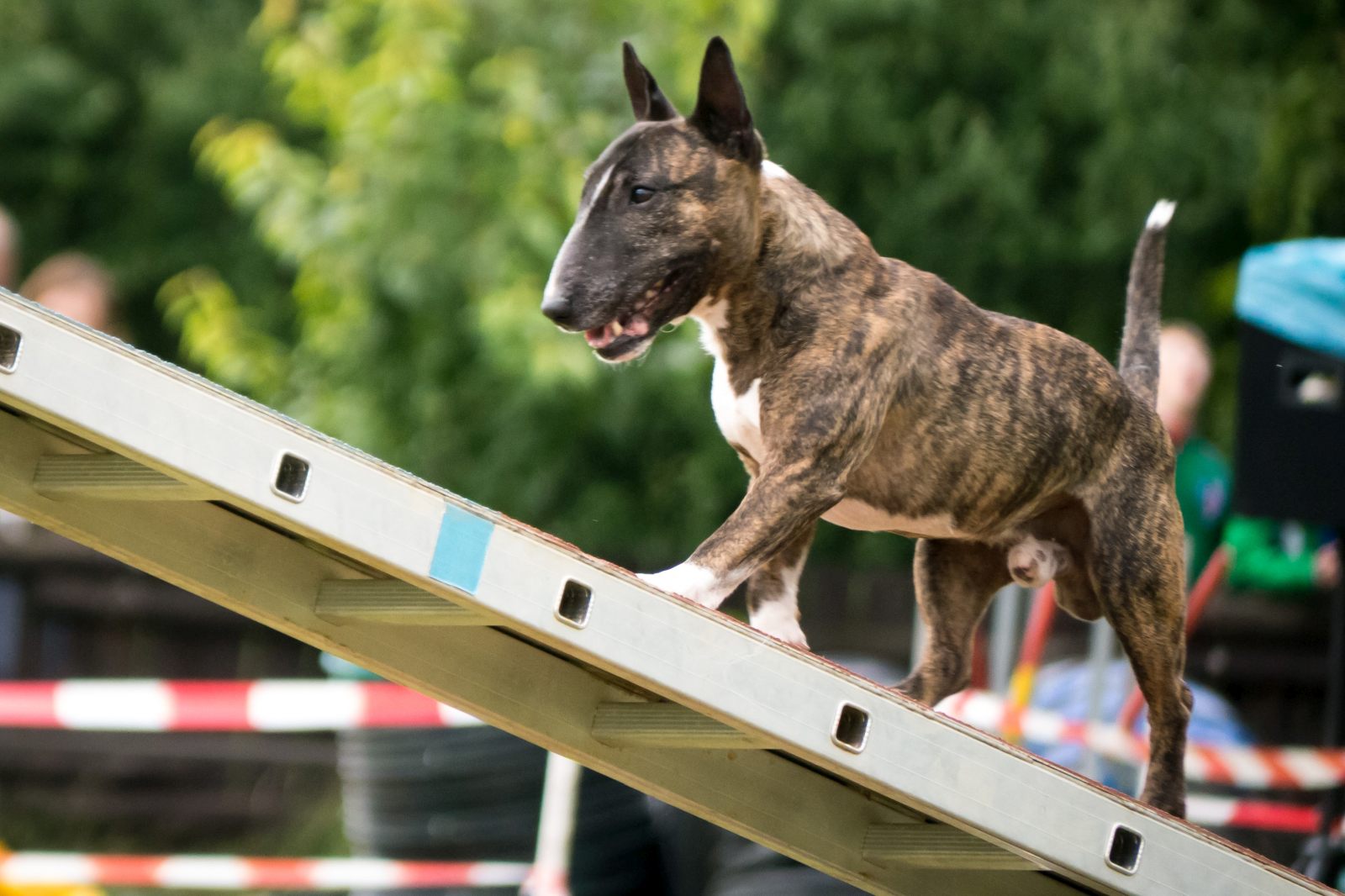 Bull terrier qui fait de l'agility