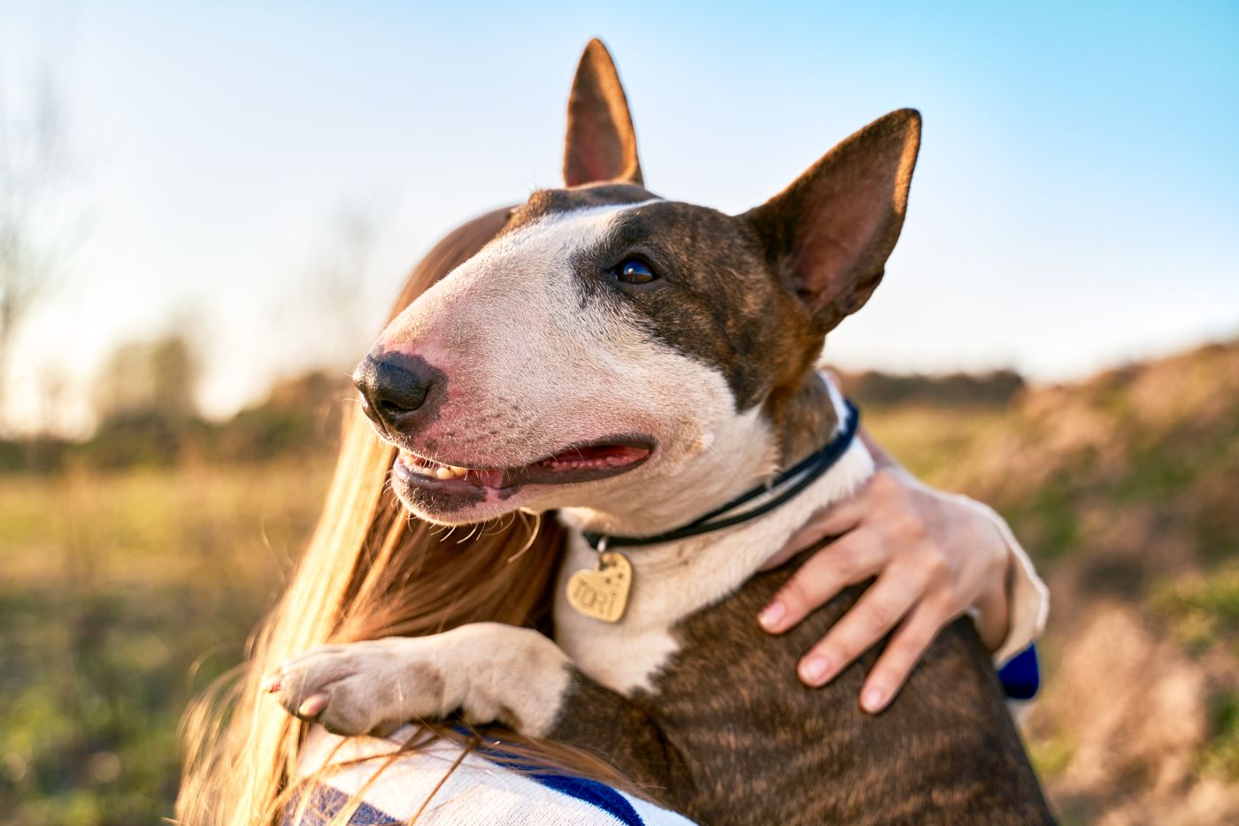 bull terrier