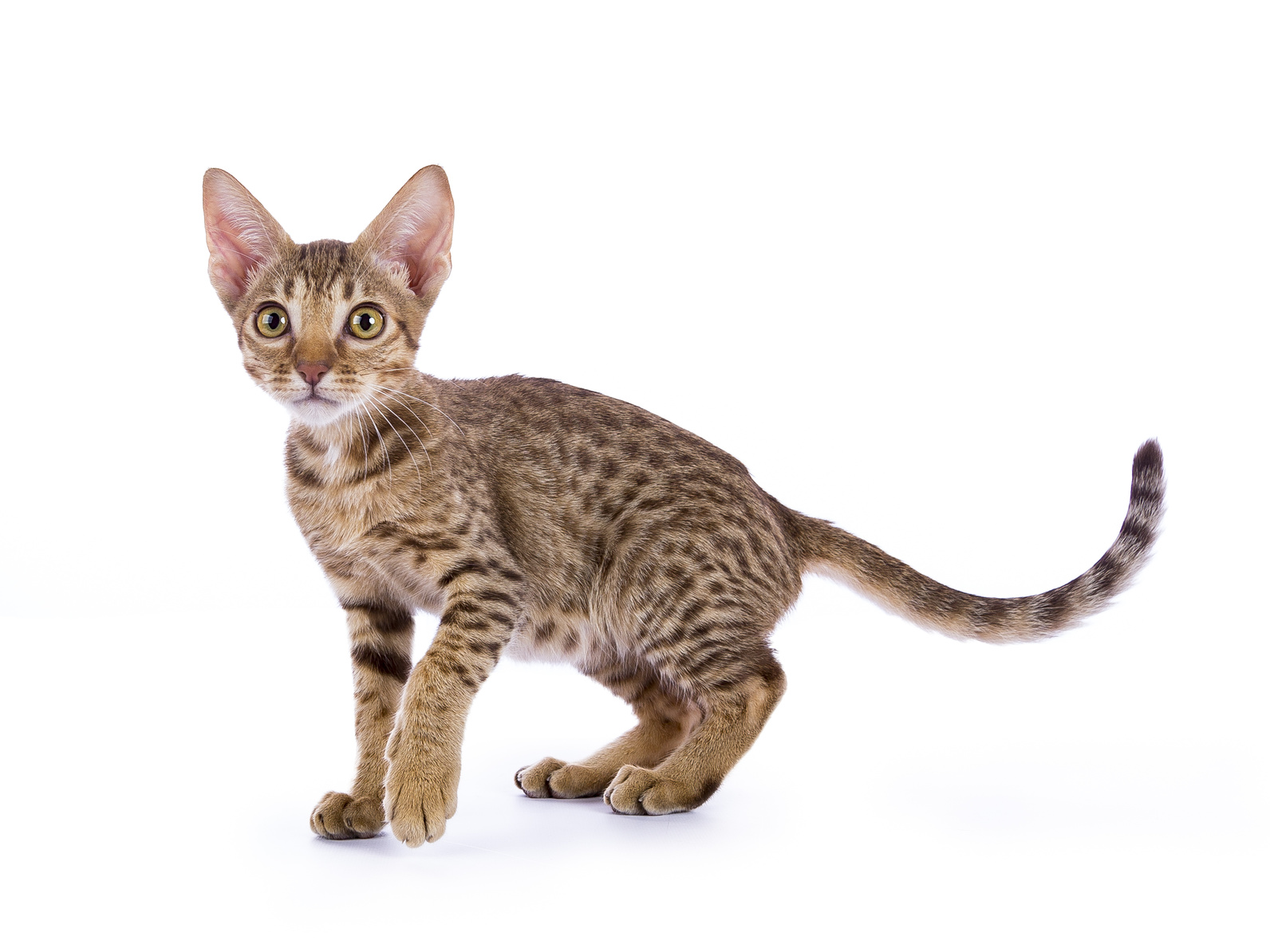 chaton ocicat