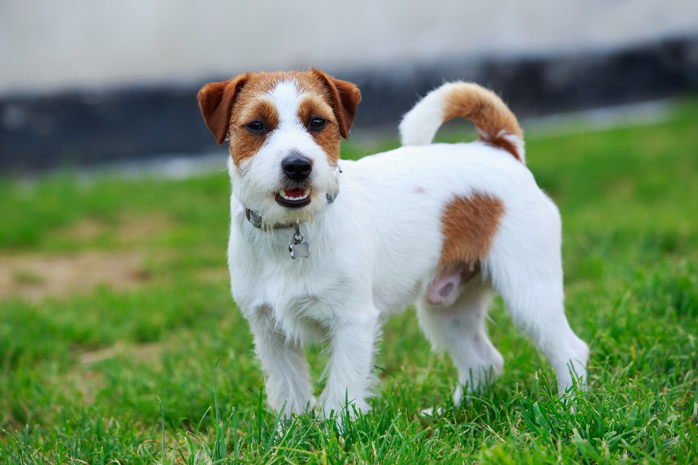 jack russell debout dans l'herbe