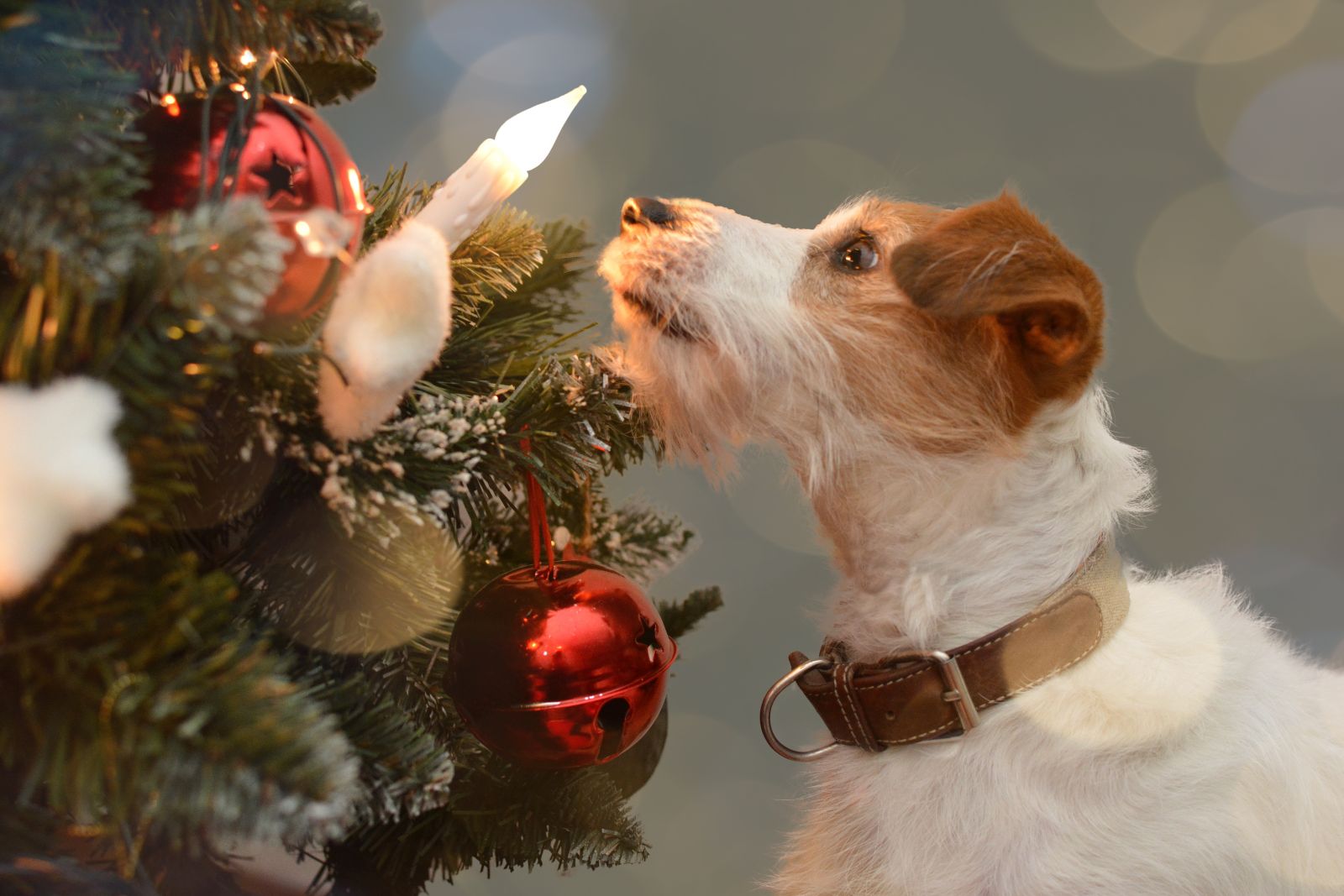 chien jouant avec la guirlande de noel