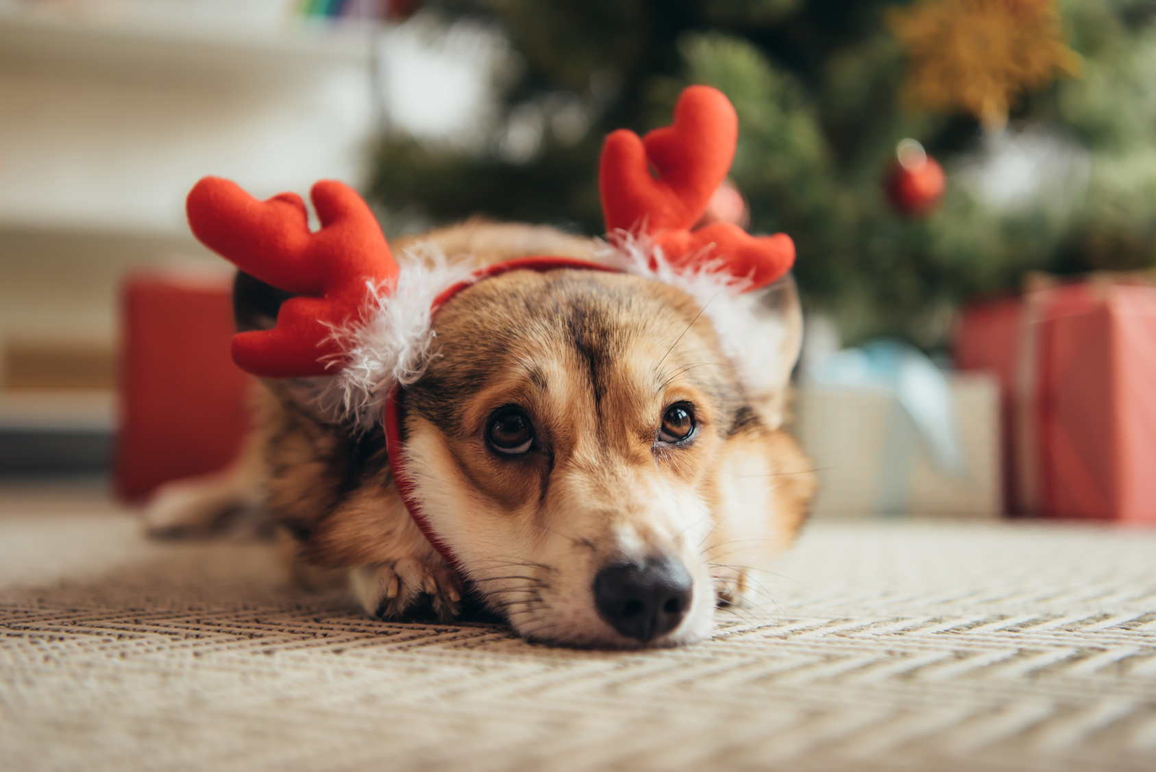 Conseil pour un Noël sans danger avec votre chien | Magazine zooplus