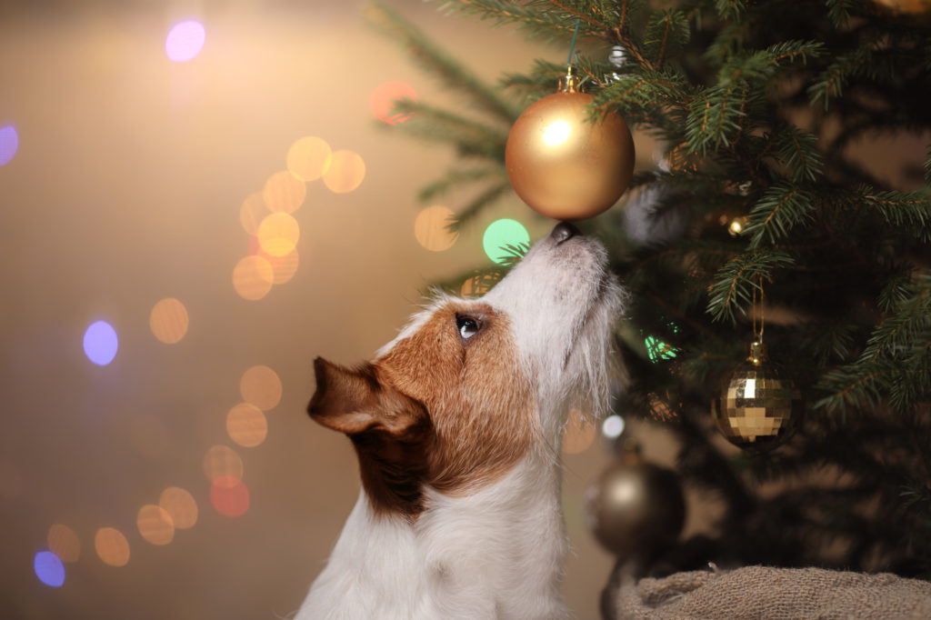 Les Dangers De Noël Pour Le Chien Magazine Zooplus