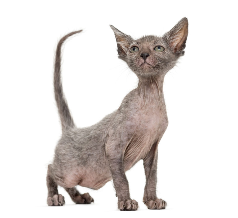 Lykoi Origines Histoire Santé Magazine Zooplus