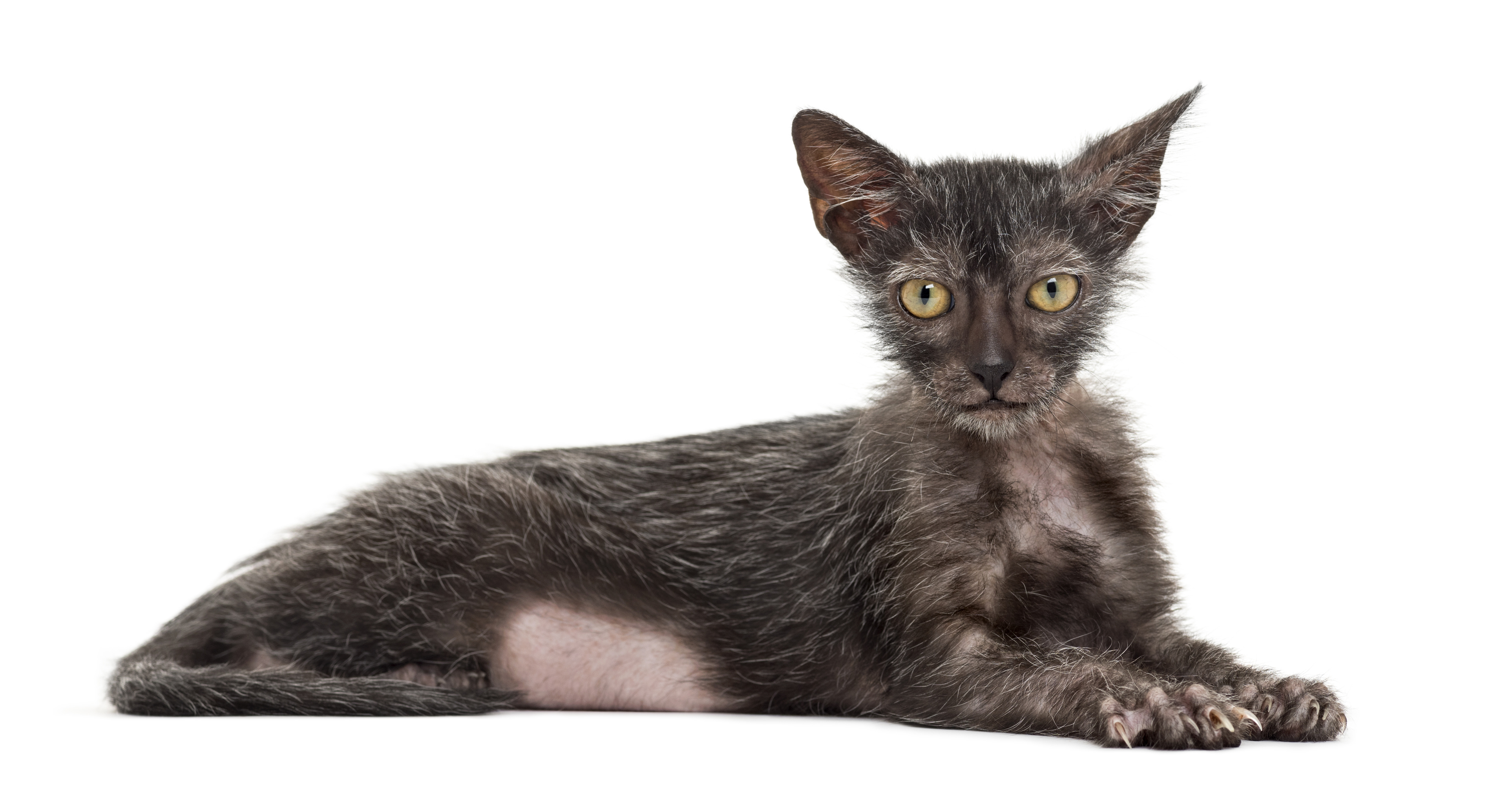 chat de race lykoi