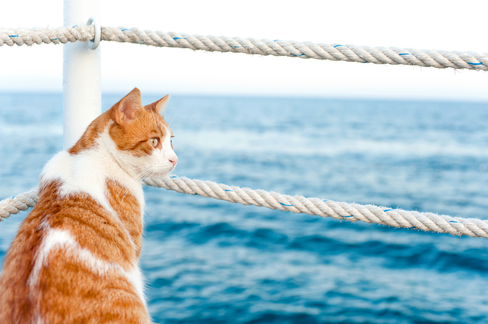Voyager avec son chat en bateau