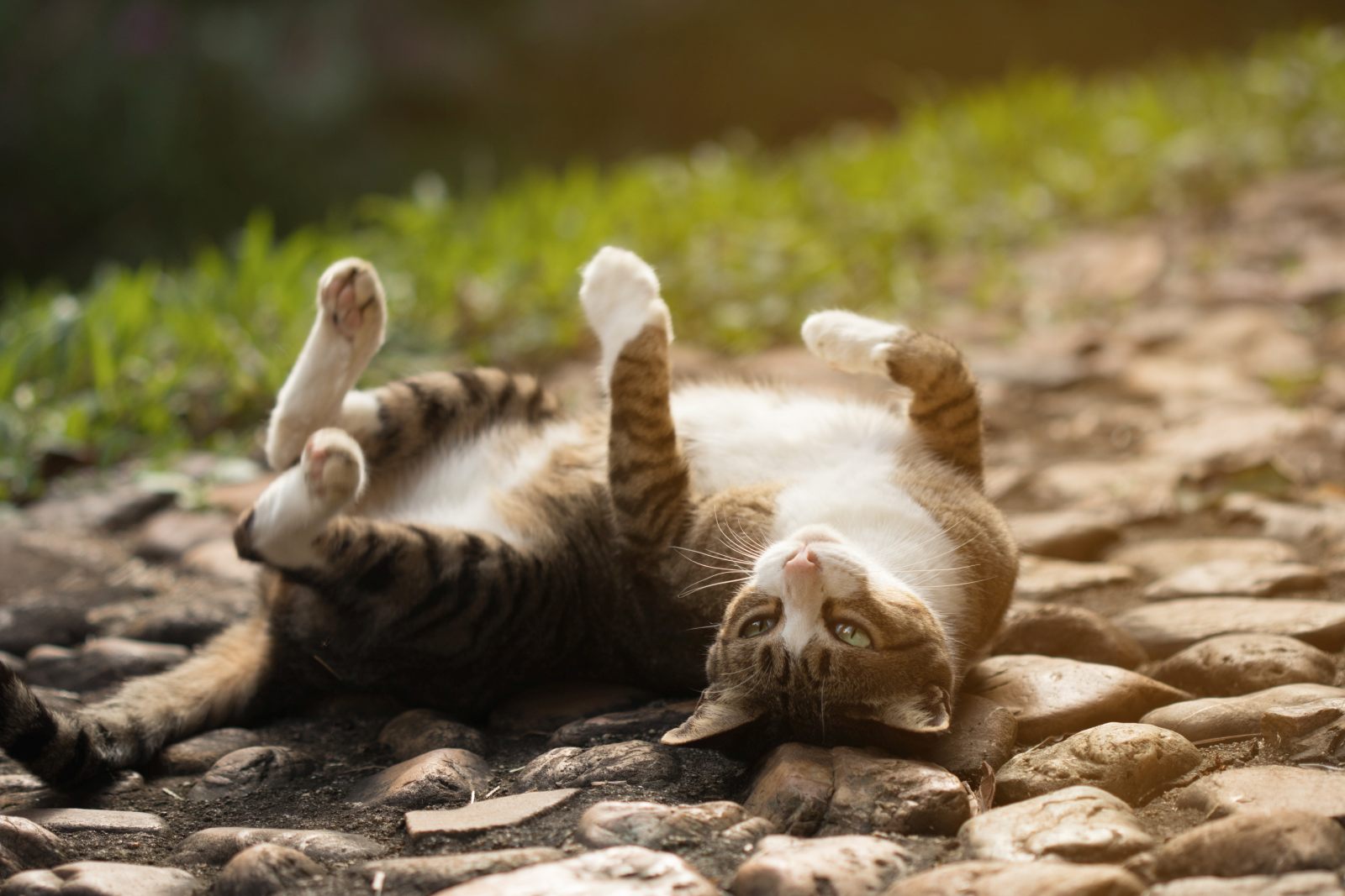 Mon chat se roule par terre : 8 raisons qui expliquent pourquoi