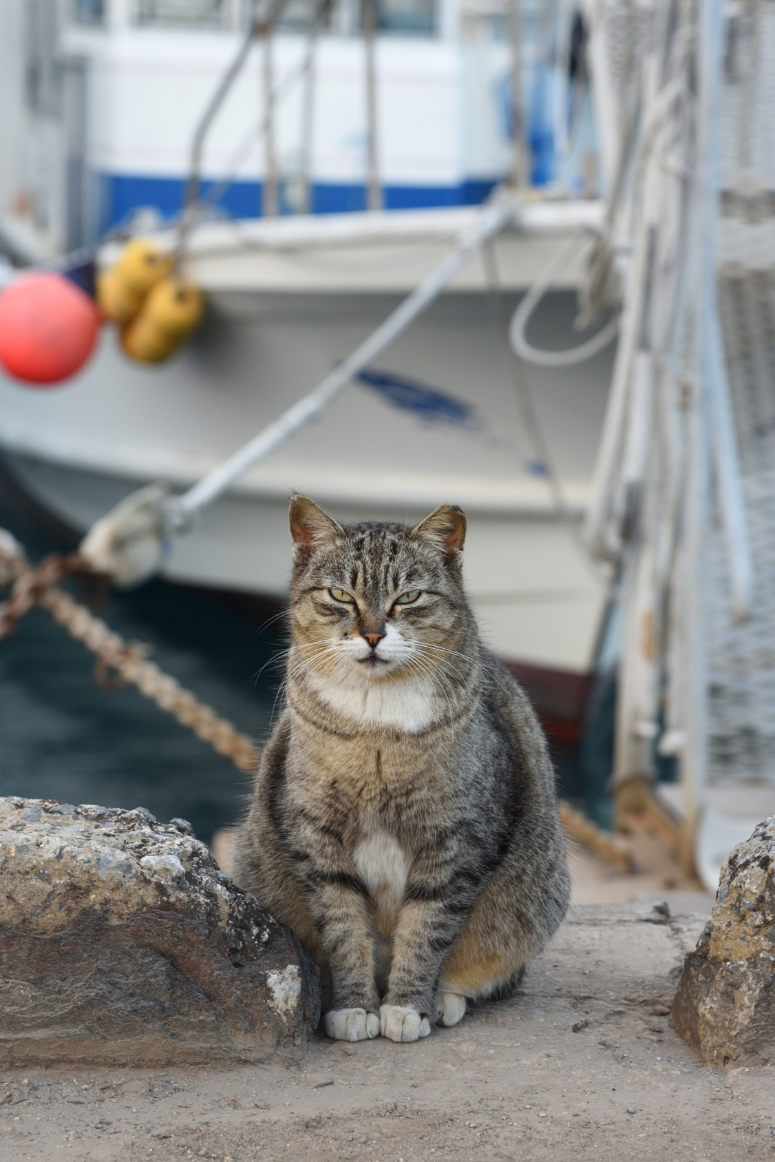 Voyager en bateau avec son chat