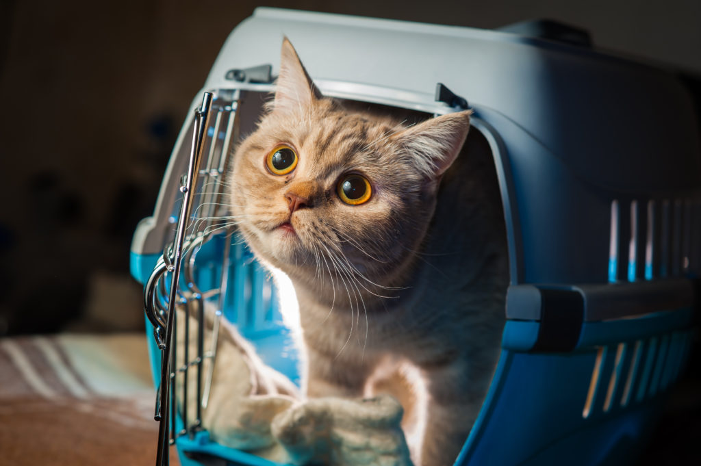 Bac à litière de voyage pour chat, facile à transporter pour