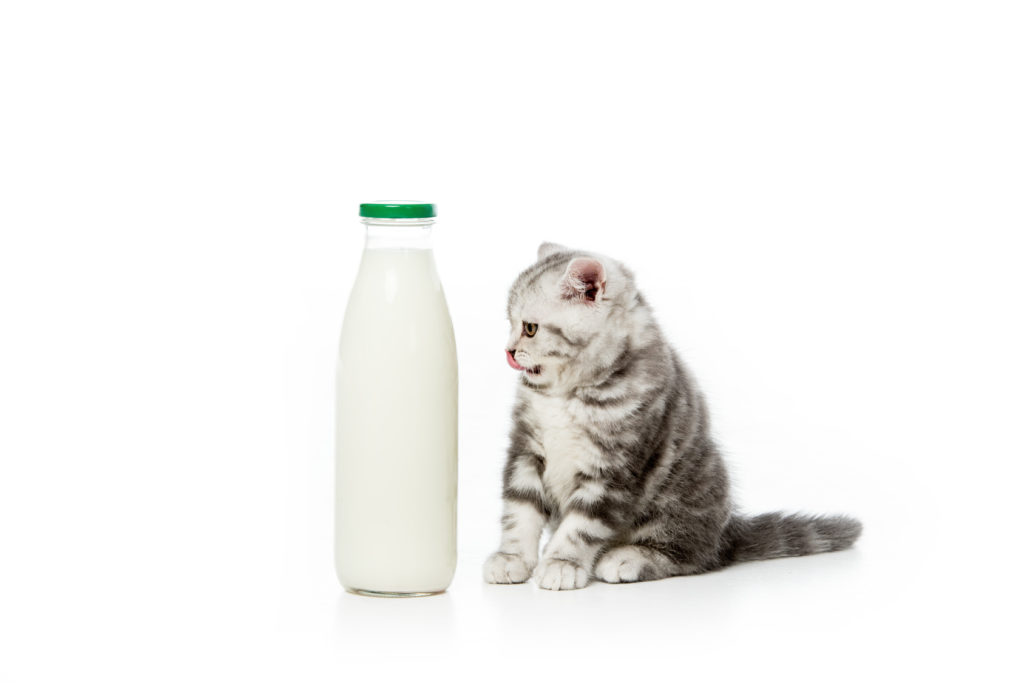 Le lait est-il mauvais pour les chats ?