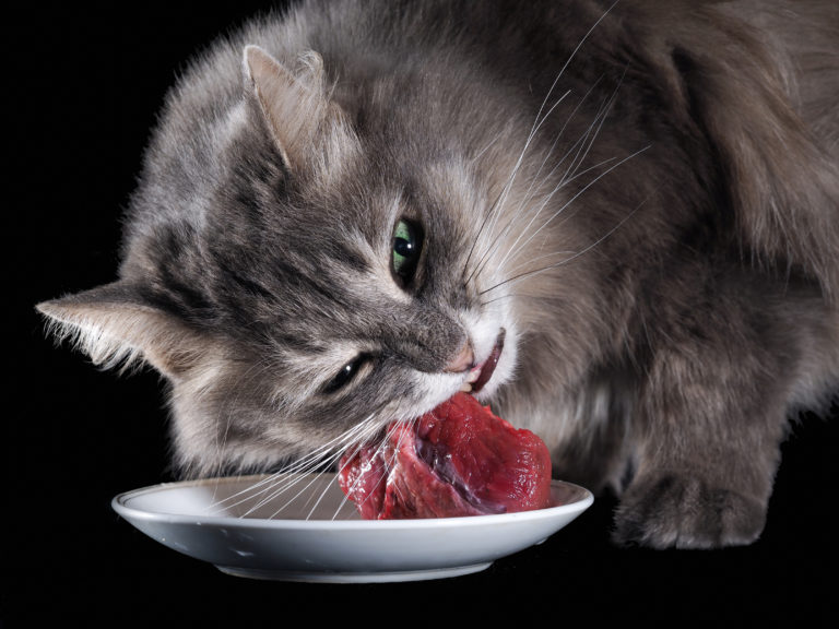 Les différents types d'alimentation du chat