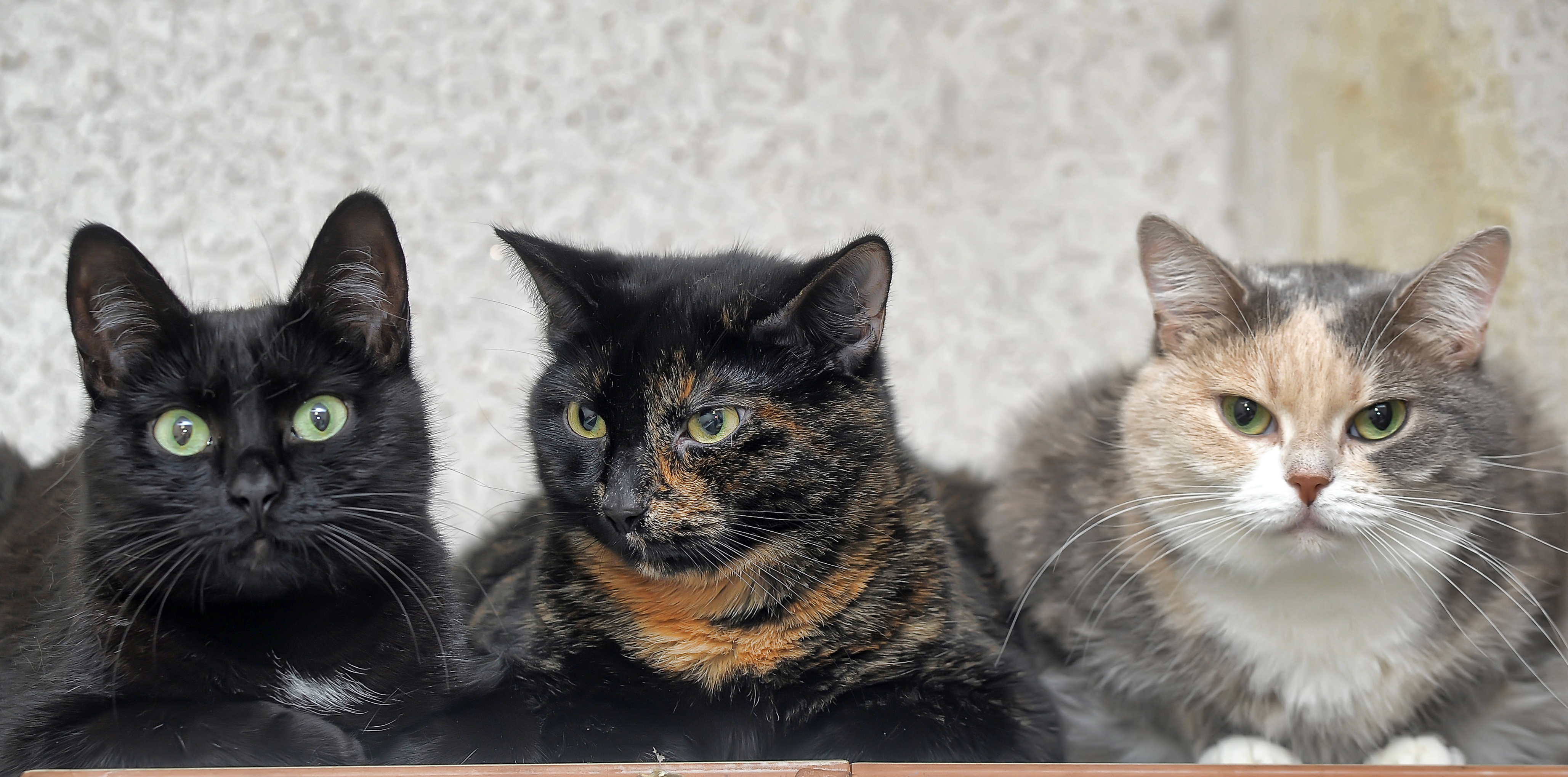 Un chat noir, un chat noir et roux et un chat gris, blanc et crème couchés les uns à côté des autres