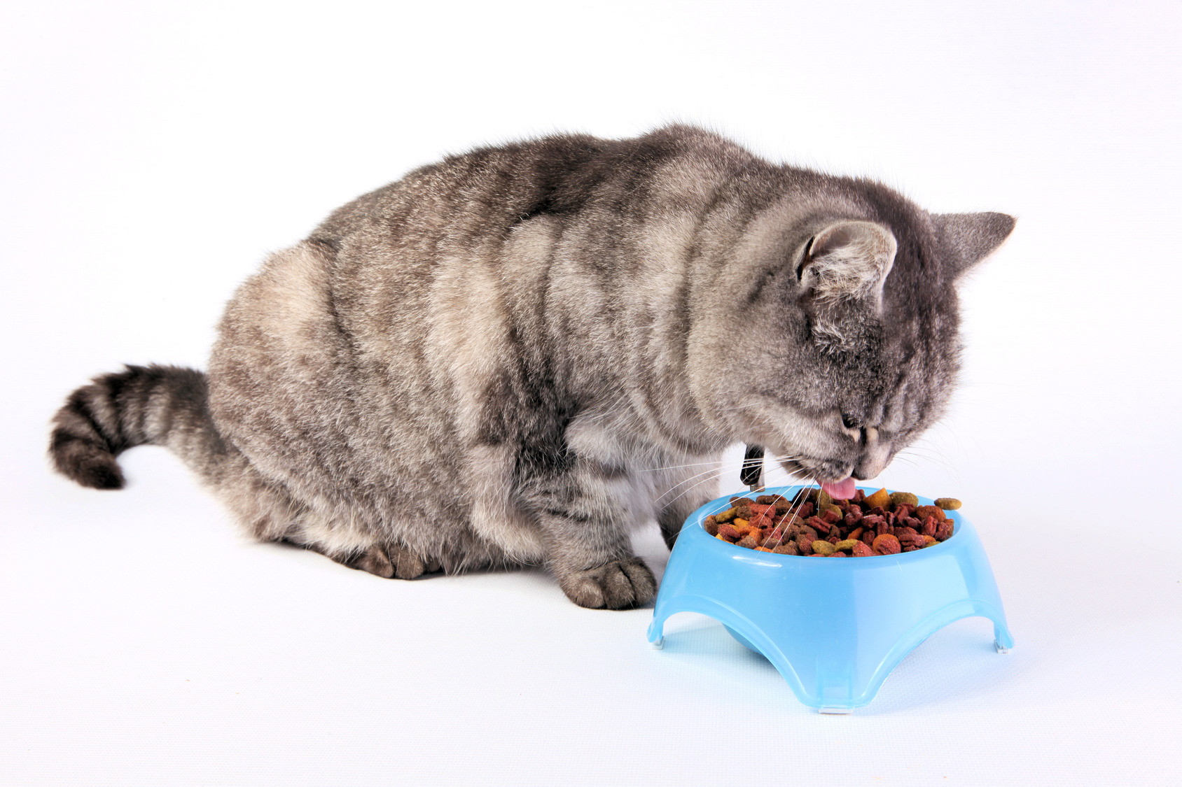 chat gris en train de manger dans sa gamelle bleue