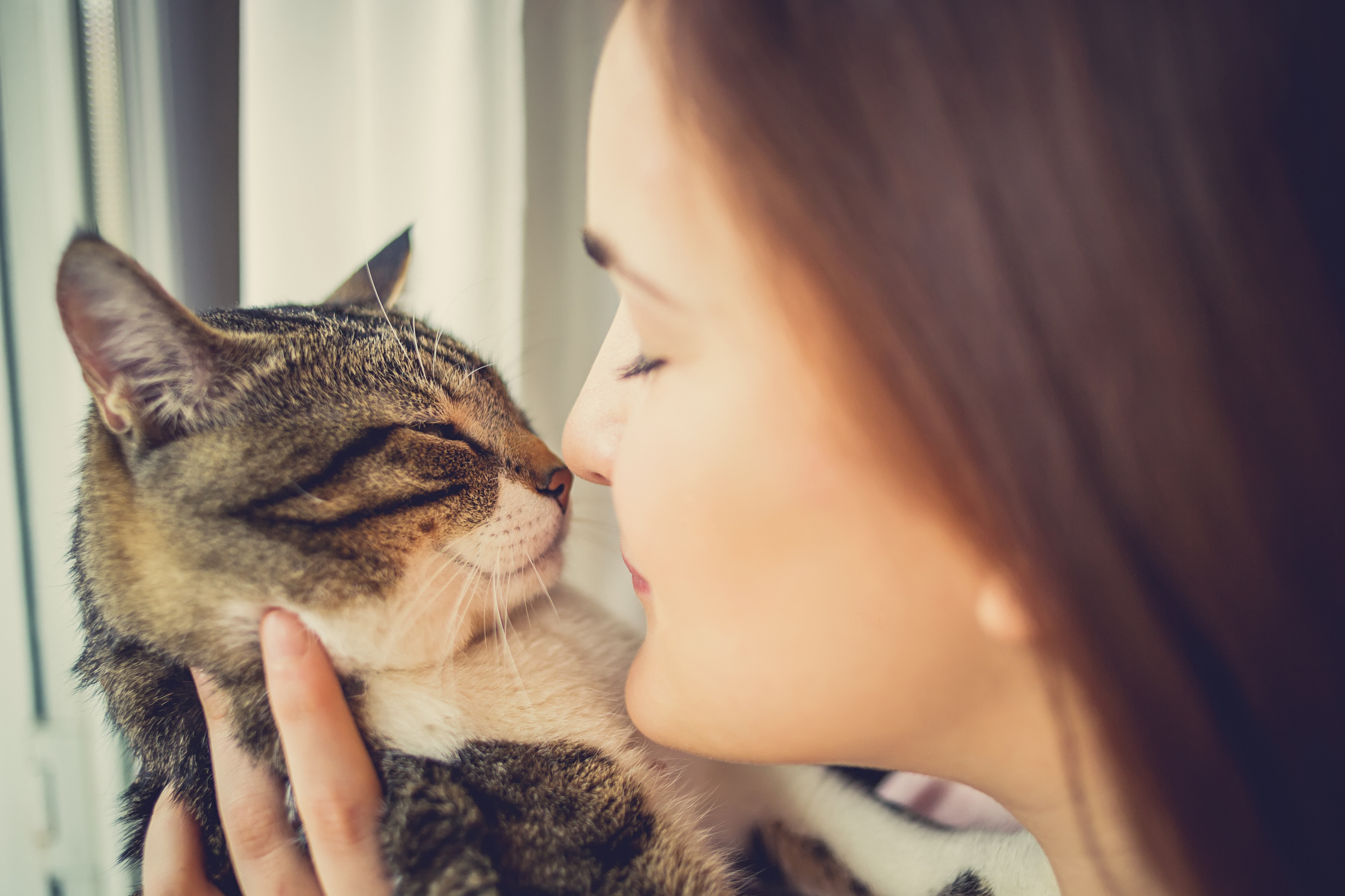 9 raisons pour lesquelles le chat ronronne !