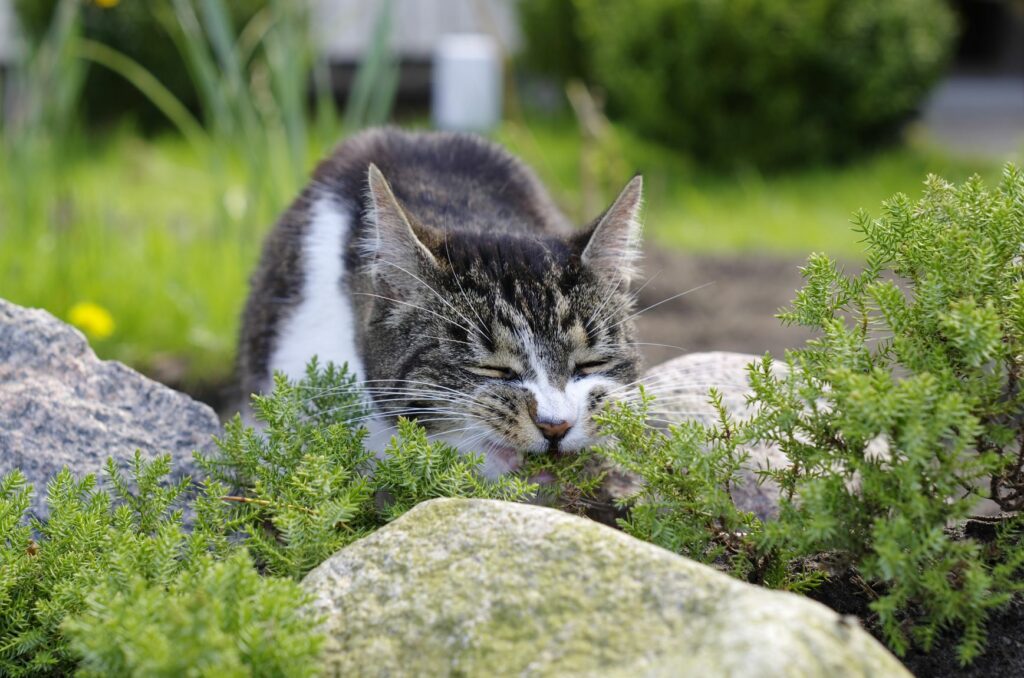 Faut-il donner de l'herbe à chat à son chat ? - Absolument Chats