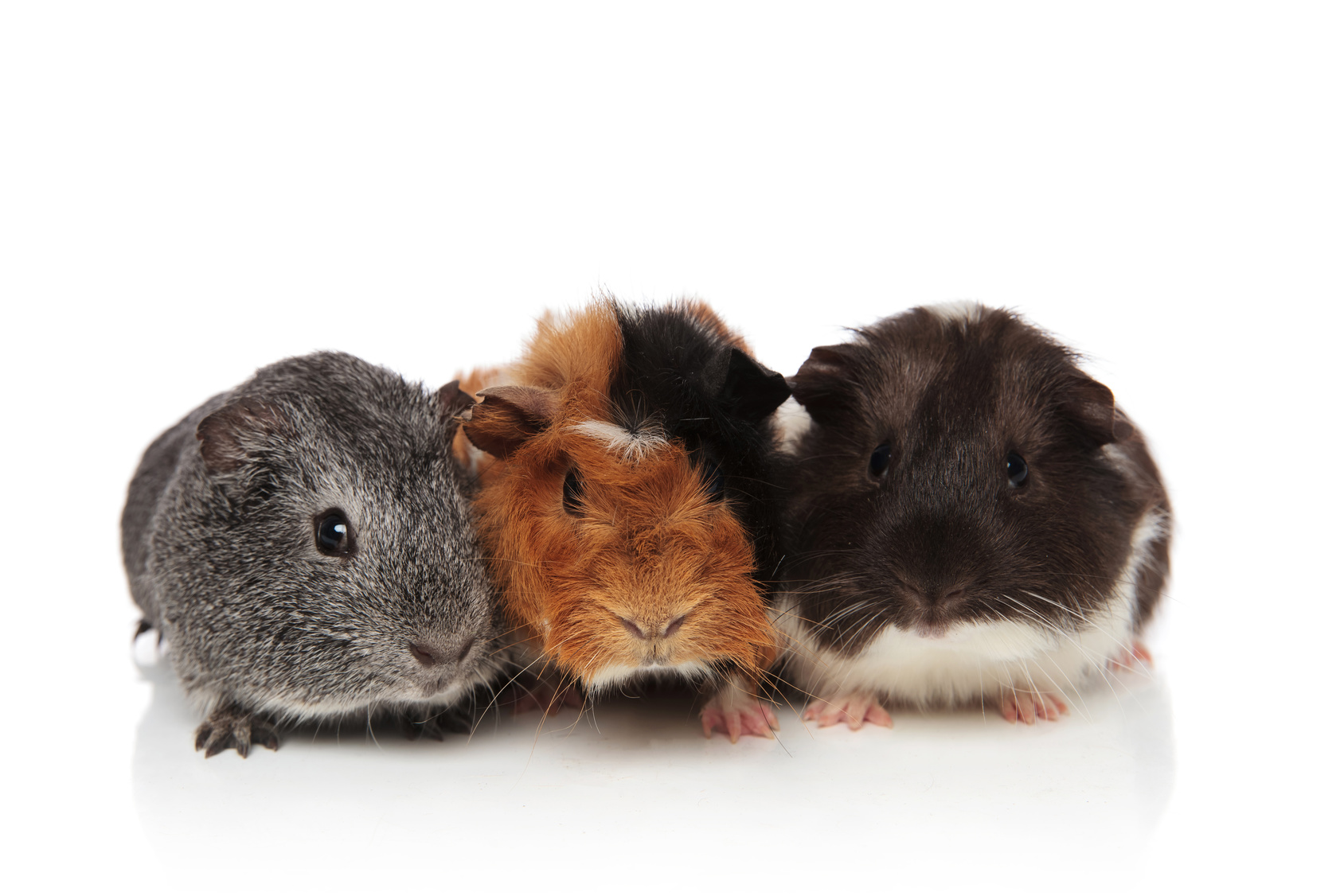 Portrait de trois cochons d'Inde, un gris, un roux et un noir, sur un fond blanc