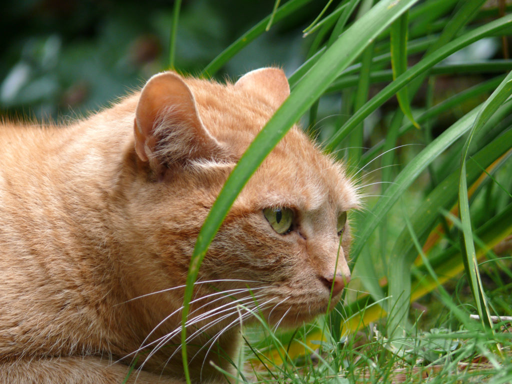 Quelles Sont Les Plantes Non Toxiques Pour Les Chats Magazine Zooplus