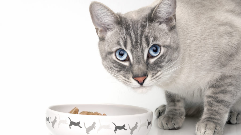Quel lait pour chaton choisir en complément ou nourriture principale ?