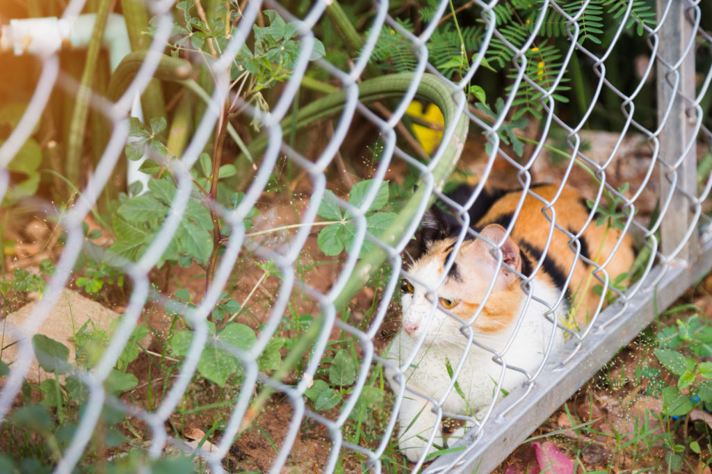 Un jardin anti-évasion pour les chats - Forum sur les chats
