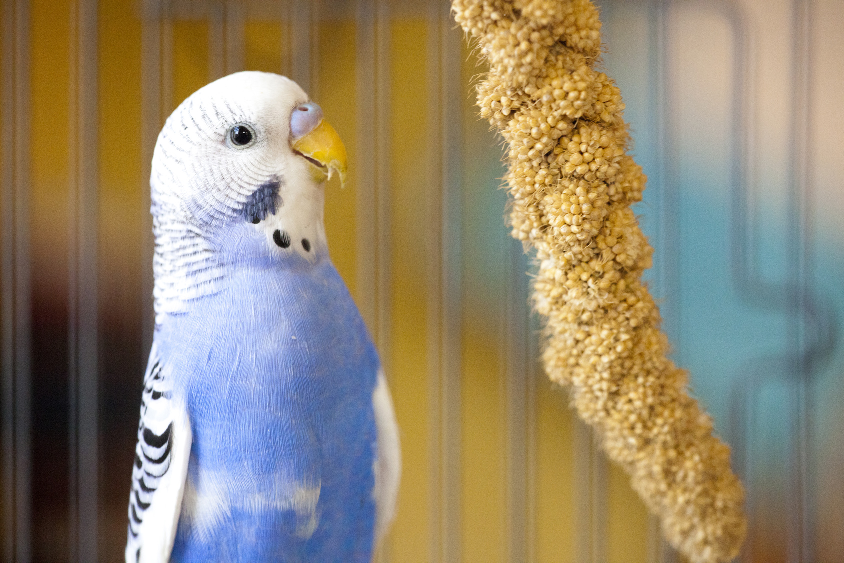 Perruche ondulée bleue et blanche mange du millet pour oiseaux