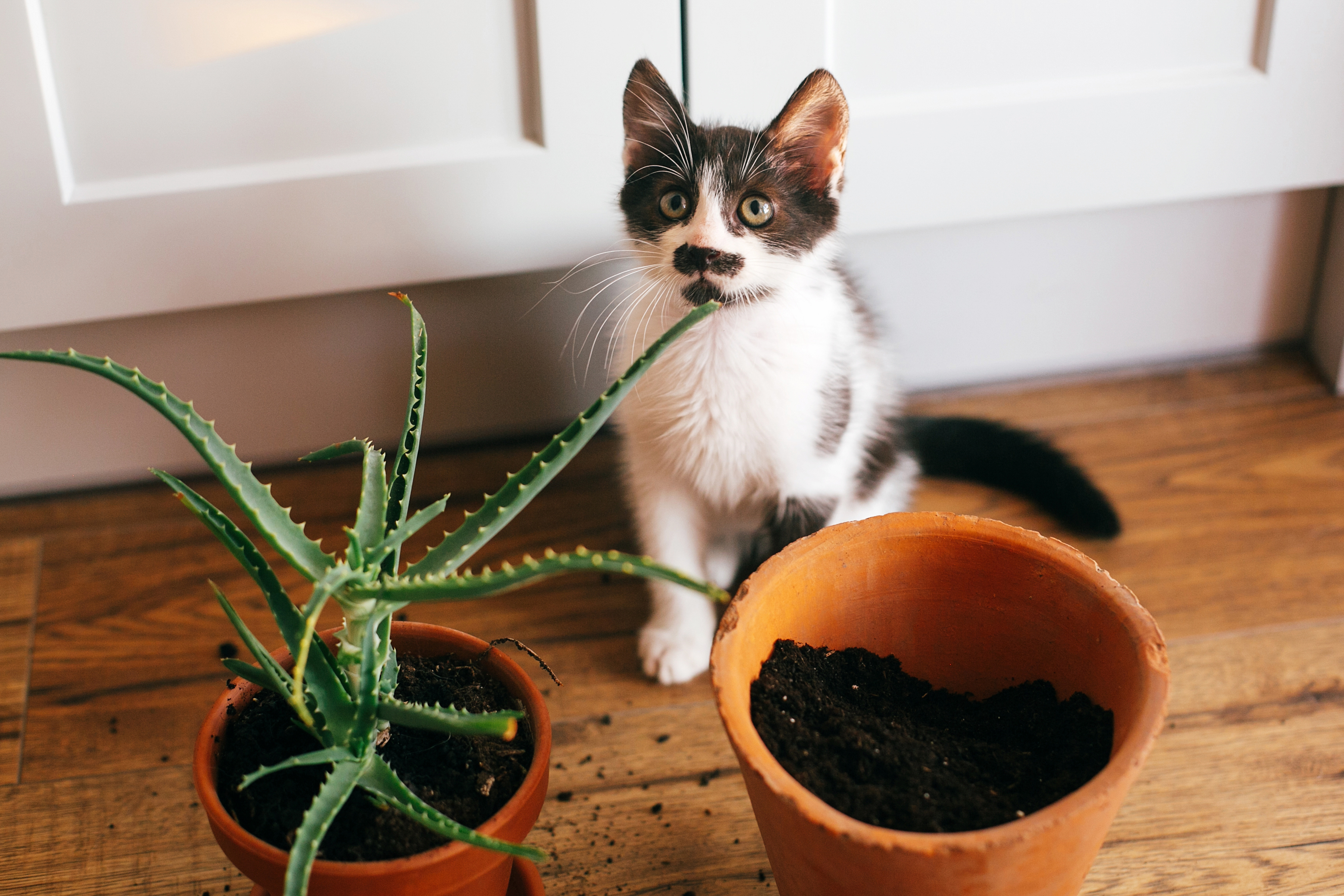 Répulsif chat naturel : comment éloigner les chats de votre maison ?