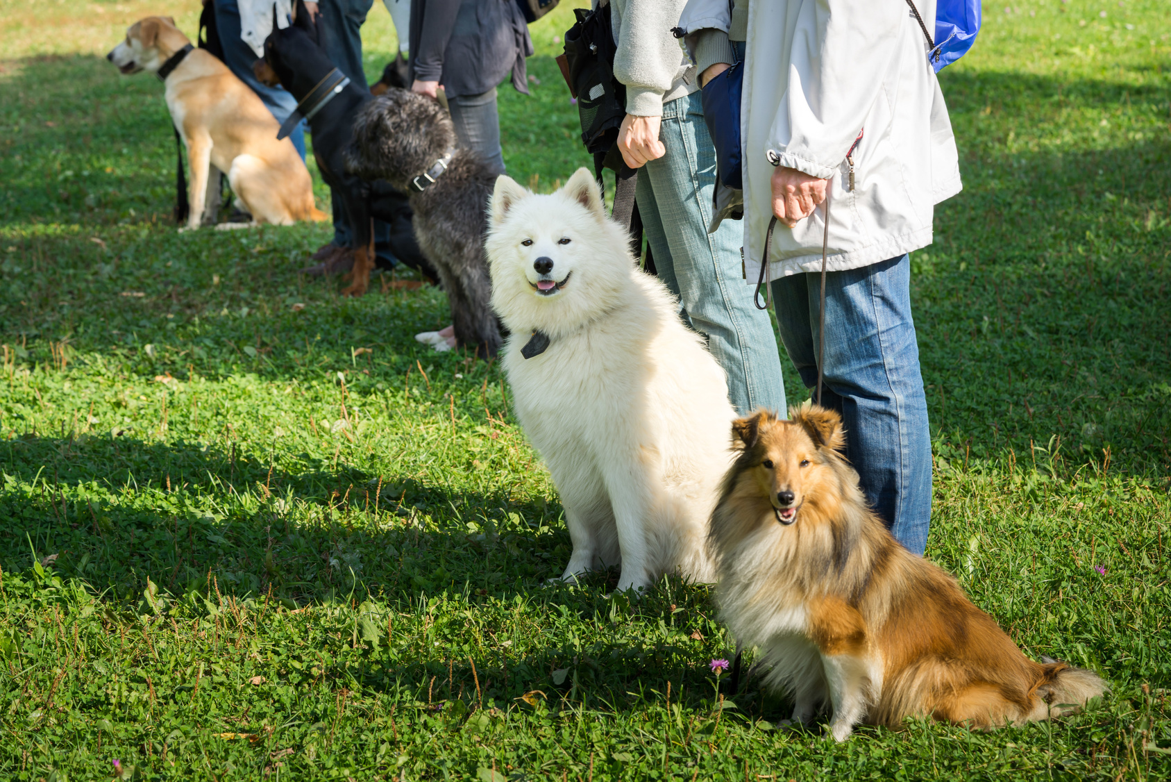 chiens qui n'obéissent pas à l'école des chiens