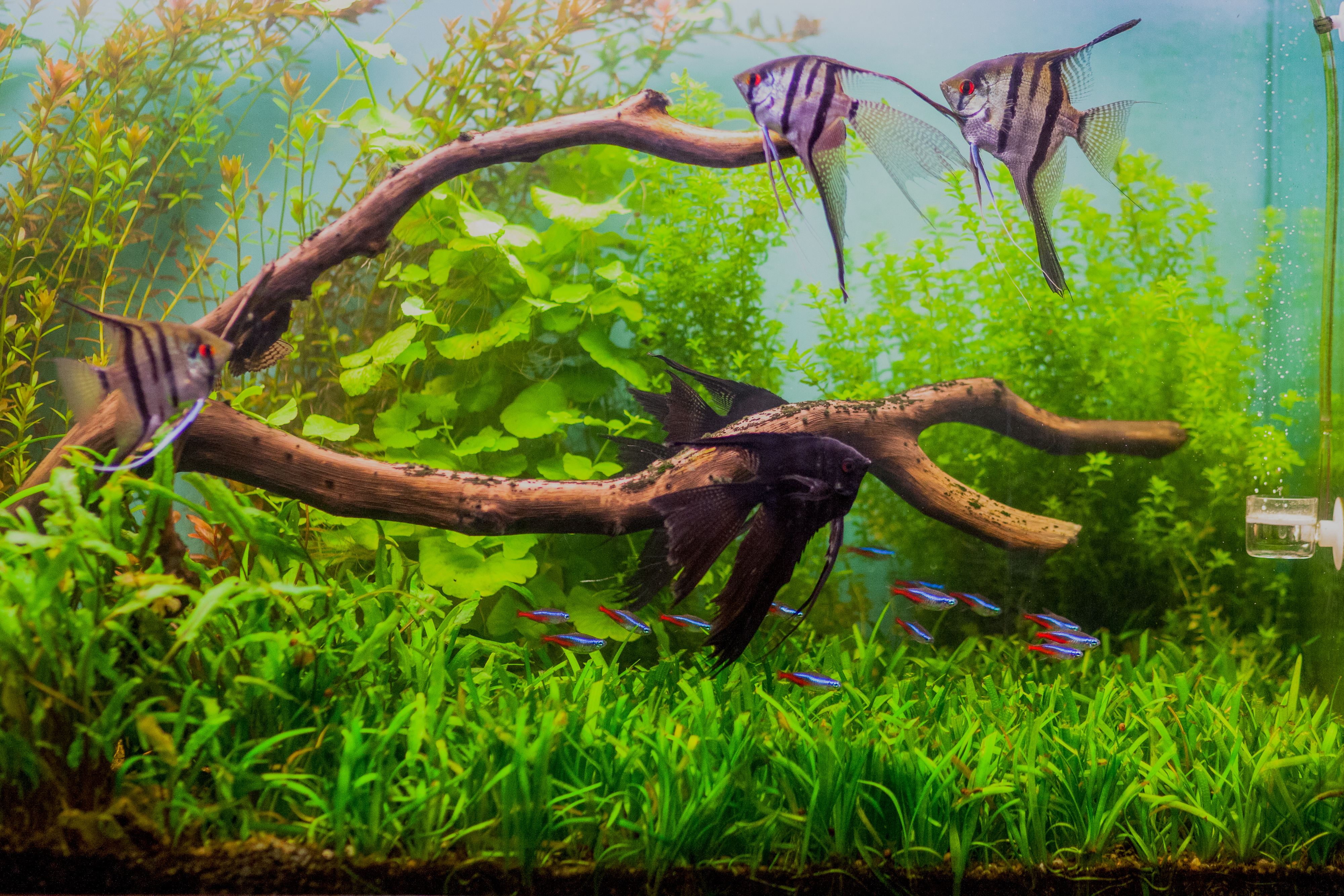 Poissons d'aquarium : Histoire et mode de vie des principales espèces