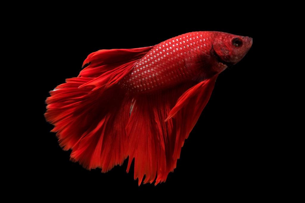 Top 10 des poissons d'eau de mer à élever en aquarium