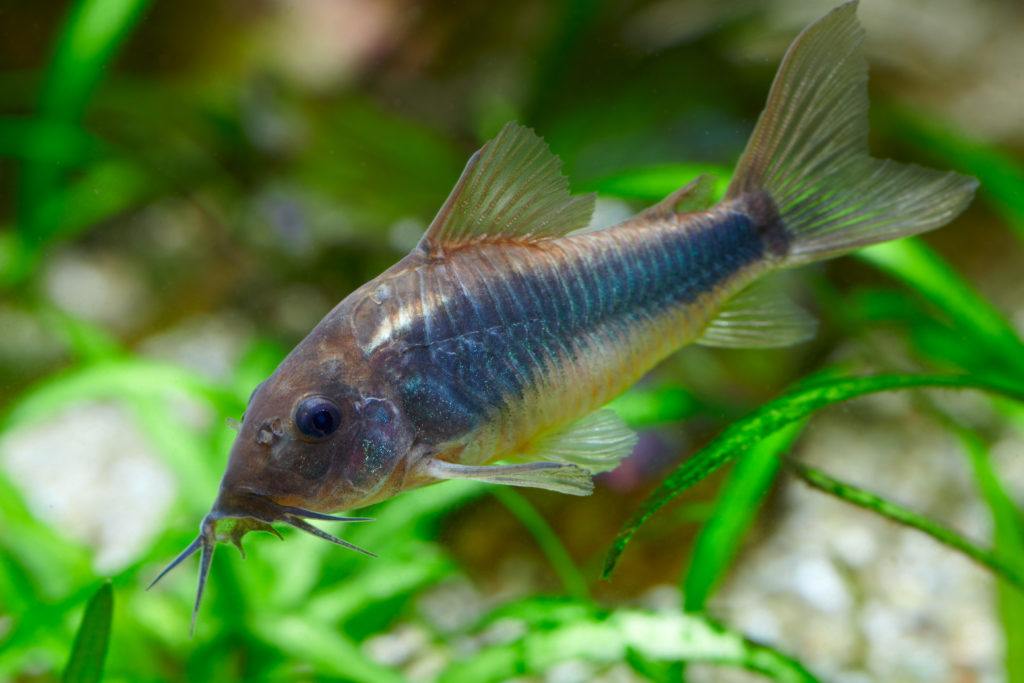 Les 10 poissons d'aquarium les plus populaires