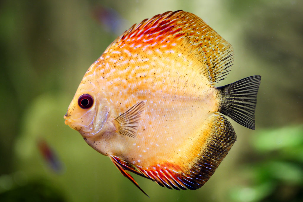 Top 7 des plus beaux poissons d'aquarium d'eau douce - Animal Valley