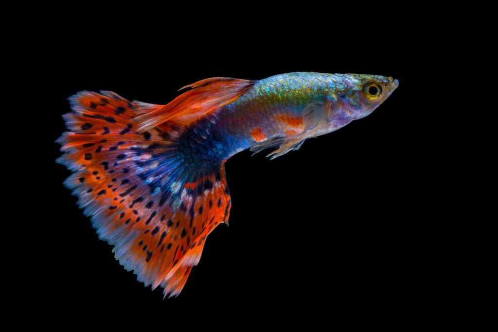 Le Guppy, un petit poisson vif et coloré