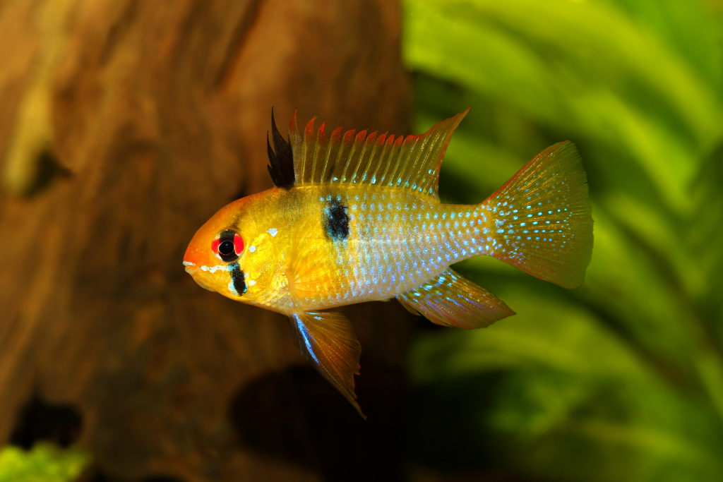 5 espèces de poissons pour aquarium