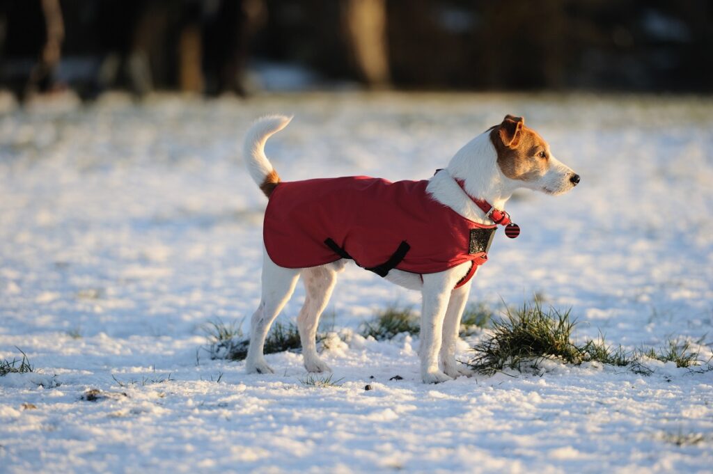 Rhume chez le chien