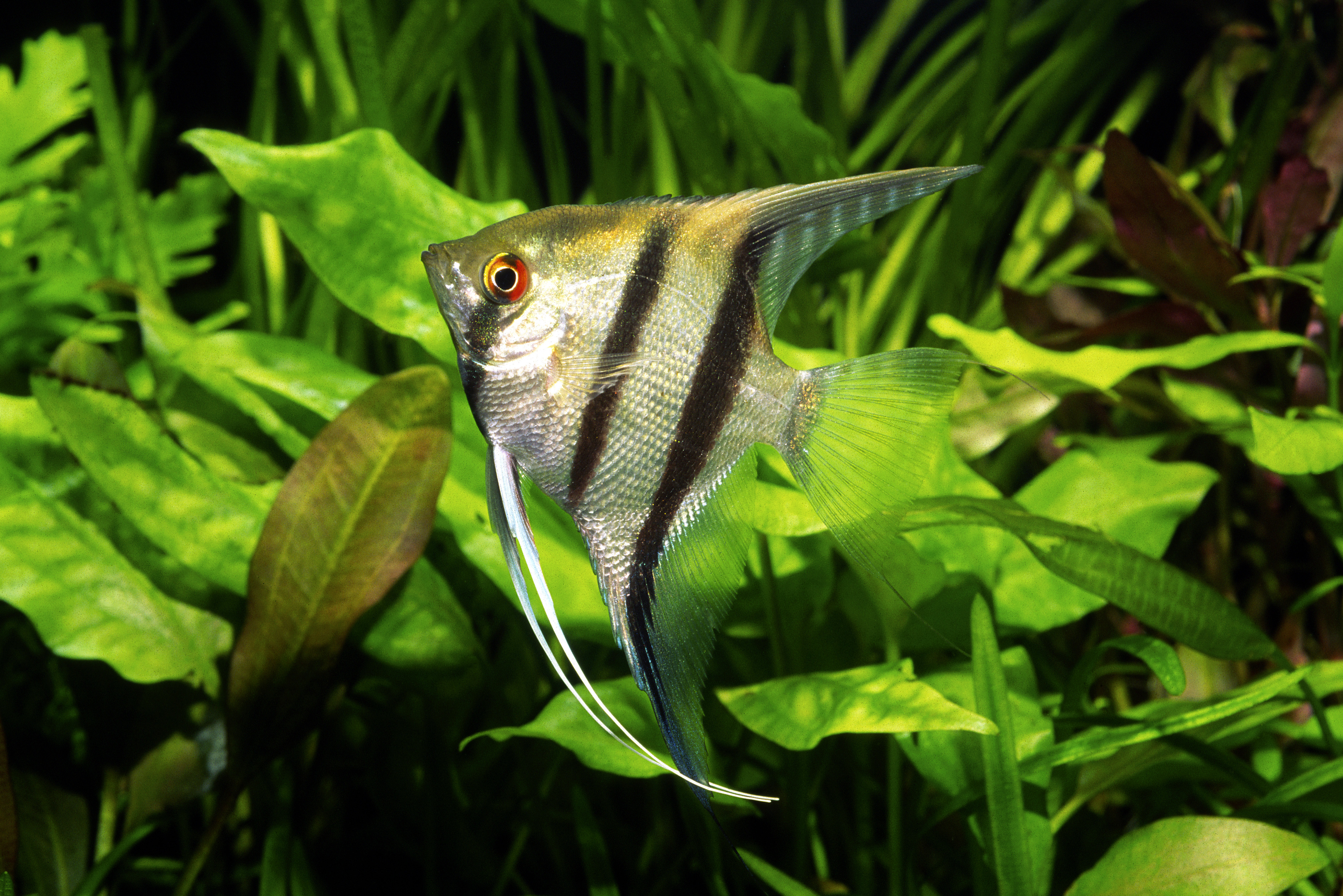 poisson scalaire nage dans l'aquarium devant des plantes